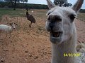 Me llamo llama.  